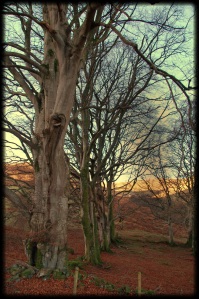 Stately Beech trees - Queens of the Wood.  Photo by Mike Hall.